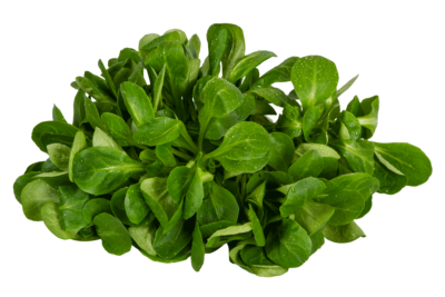 Ackersalat, Feldsalat, Freiland, Hofmarkt Schmid