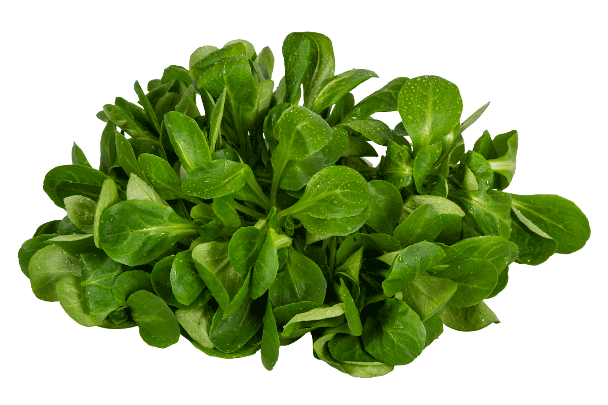 Ackersalat, Feldsalat, Freiland, Hofmarkt Schmid