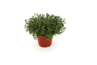 Thymian bestellen Stuttgart liefern