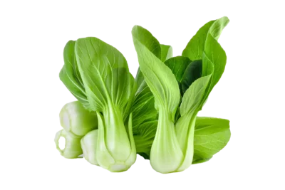 Pac Choi Salat, Gärtnerei Kiemle, Bietigheim, 2-3 Stück