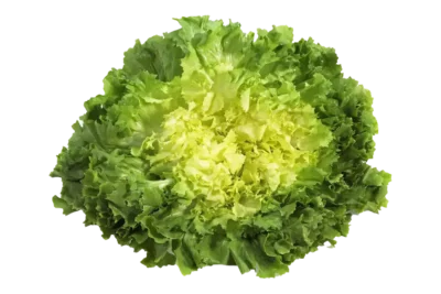 Endiviensalat, Bauer Lang, Kernen im Remstal